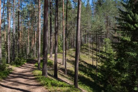 Ecological route in the pine forest. State natural reserve of the Vyaramyanse Stock Photos