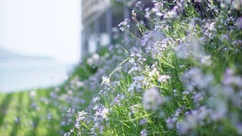 Ecological small flower garden Stock Footage 75050935