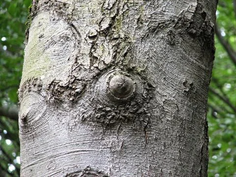Ecological Study Of Tree Textures. Resilient Beech Bark With Moss And Weath.. Stock Photos