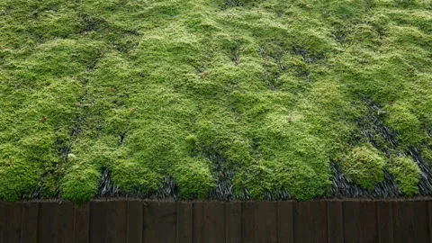 Ecological thatched roofs with moss. Stock Footage 314765323