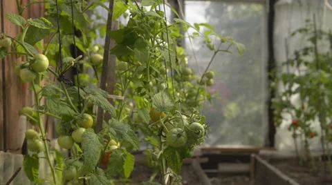 Ecological tomatoes in greenhouse Stock Footage 60659516