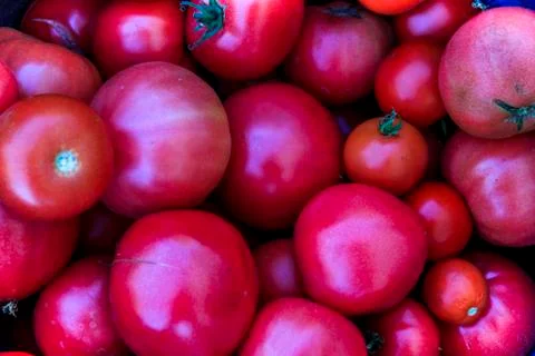Ecological tomatoes Stock Photos