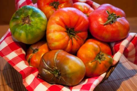 Ecological tomatoes tomates ecológicos Foto stock