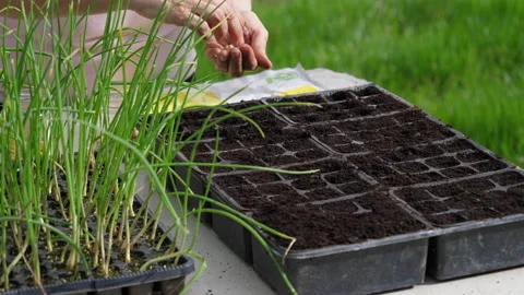 Ecological vegetable gardens Vídeo Stock 148434188