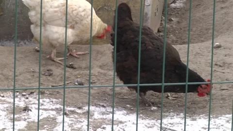 Ecological walking chickens. Eco meat farm Video stock 306399243