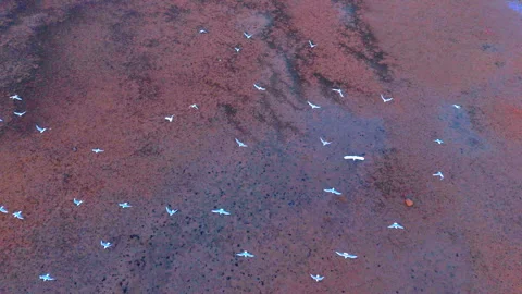 Ecological Wetland Flocks of Seagulls in Flight Aerial Video stock 320165596