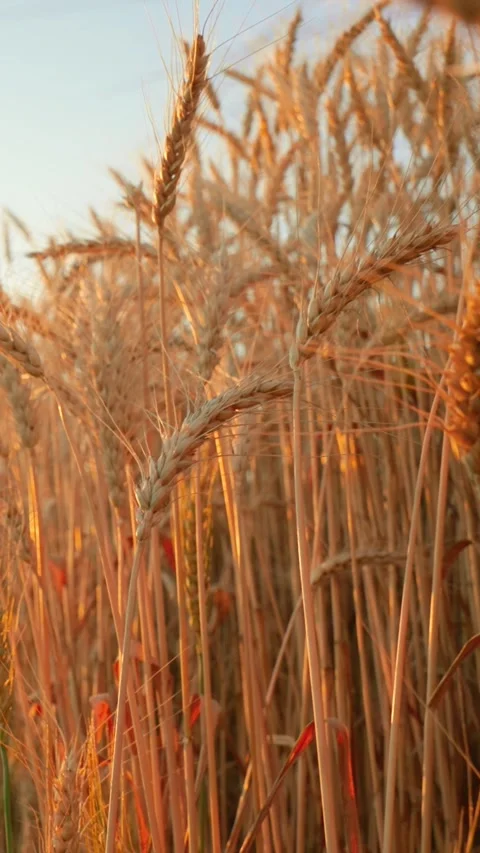 Ecologically clean grain of wheat. Cultivation of wheat grain farmers field. Big Stock Footage 275082464