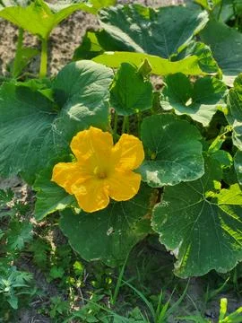 Ecologically clean vegetable cultivation in a private garden Fotos Stock