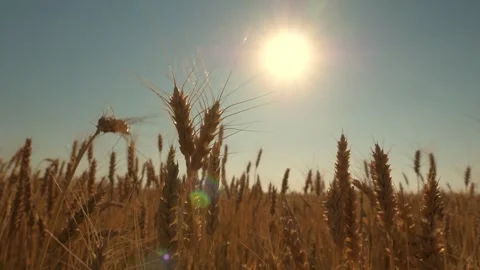 Ecologically clean wheat grain grown on fertile land. Yellow ears of wheat ripen Video stock 243321639