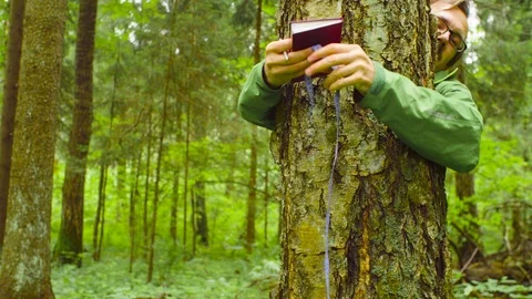 The ecologist in a forest measuring a tree trunk Stock Footage 93708926