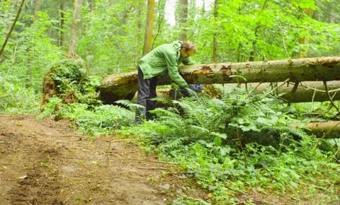The ecologist in a forest measuring a tree trunk Stock Photos