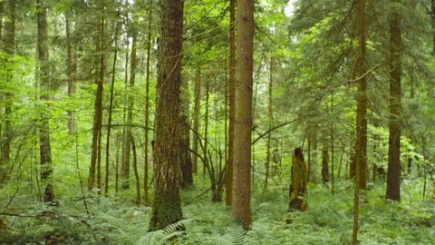 The ecologist in a forest with smart phone Stock Footage 93716878