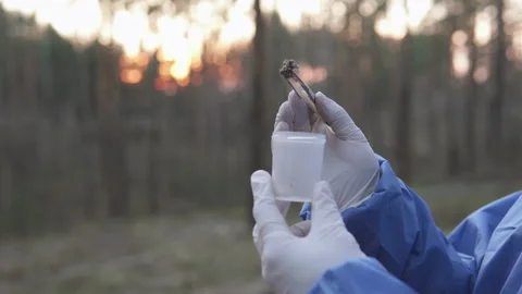 An ecologist in uniform takes a sample of a plant into a test tube for research. Stock Footage 151876475