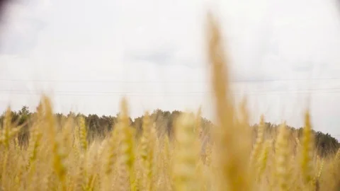 The ecologist walking through the wheat field Stock Footage 92881465