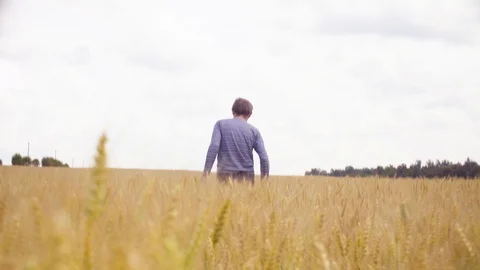 The ecologist walking through the wheat field Video stock 92886091