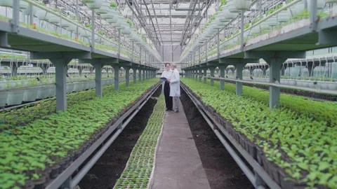 Ecologists working in hothouse, discussing conditions of plant breeding, botany Stock-Footage 128232928