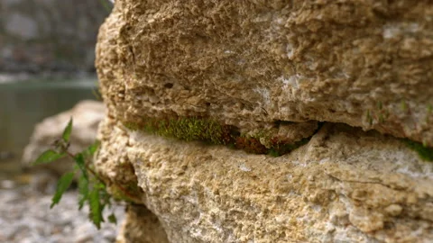 Ecology and the environment. close-up of an insect Stock-Footage 225632795
