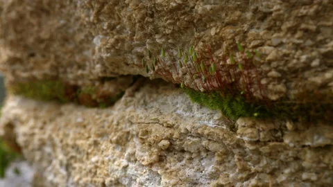 Ecology and the environment. close-up of an insect Stock Footage 225632800