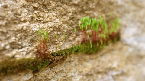 Ecology and the environment. close-up of an insect Stock Footage 225633154