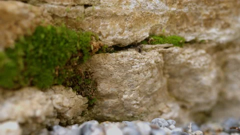 Ecology and the environment. close-up of an insect Stock-Footage 225635246