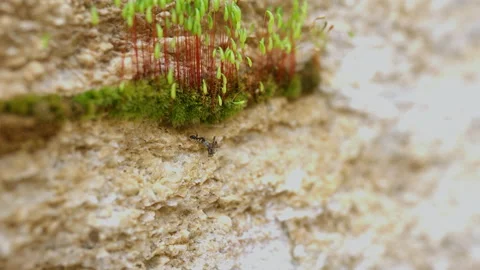Ecology and the environment. close-up of an insect Stock Footage 225635540