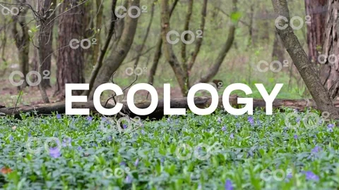 Ecology and environment concept. Green nature . Healthy nature. Environment  Stock Footage 239333092