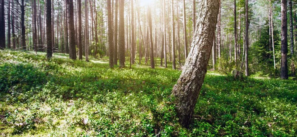 Ecology background Stock Photos