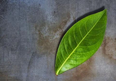 Ecology Concept Background Stock Photos