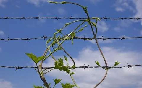 Ecology concept, environmental devastation. Trapped plant. Stock Photos