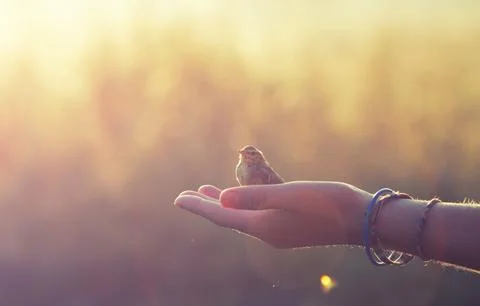 Ecology concept Stock Photos