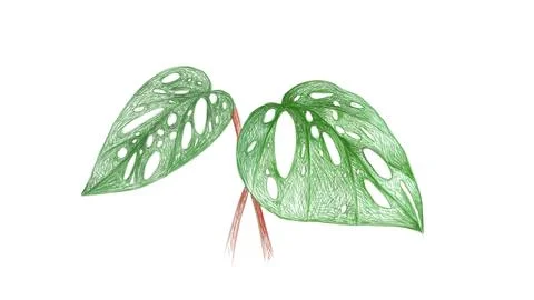 Ecology Concepts, Illustration of Window Leaf or Monstera Obliqua Plant.. Illustrazione stock