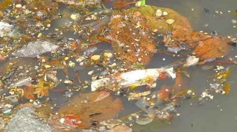 Ecology. Dirty water Stock Footage 61075267