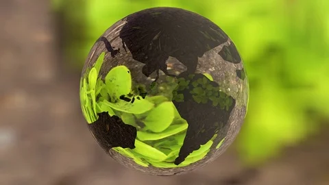 Ecology environment design concept, glass globe in the green grass Stock Footage 80299787