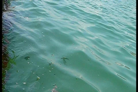 Ecology Stock Footage 757618