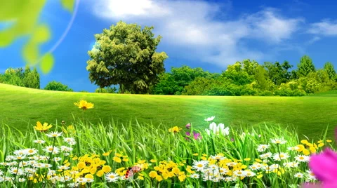 Ecology Stock Footage 1007617