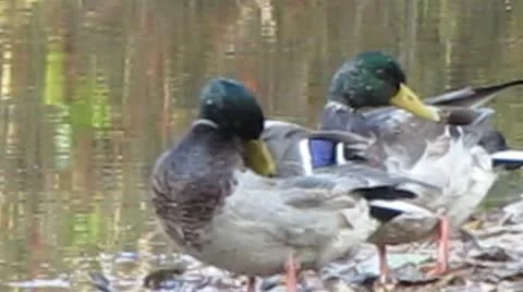 Ecology Video stock 8907516