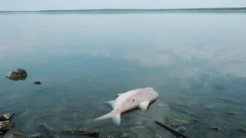 Ecology Stock Footage 246498550