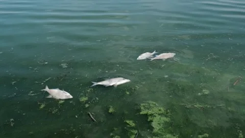 Ecology Stock Footage 246688789