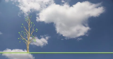 Ecology growing tree on sky background Видео 229616691