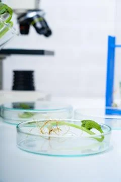 Ecology laboratory exploring new methods of plant breeding Foto stock