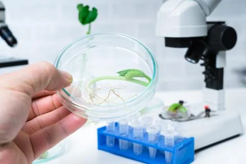 Ecology laboratory exploring new methods of plant breeding Stock Photos