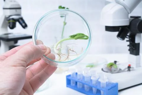 Ecology laboratory exploring new methods of plant breeding Stock Photos