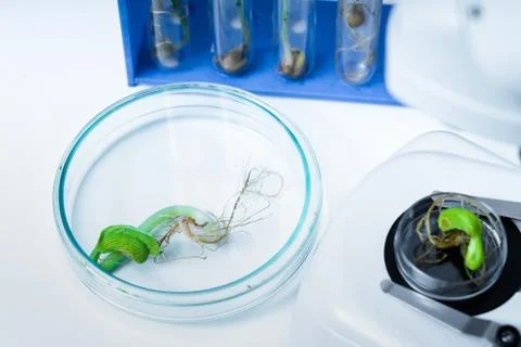 Ecology laboratory exploring new methods of plant breeding Stock Photos