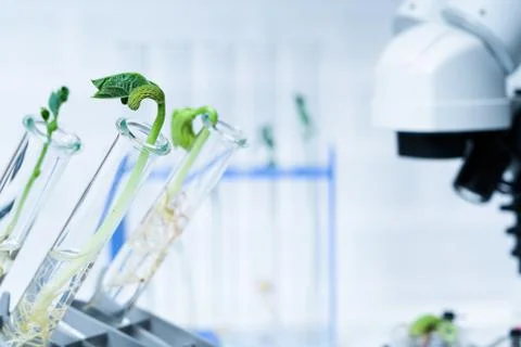 Ecology laboratory exploring new methods of plant breeding Stock Photos