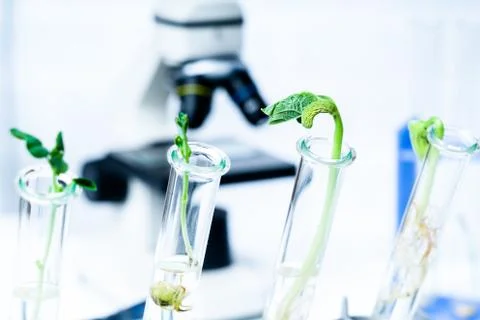 Ecology laboratory exploring new methods of plant breeding Foto stock