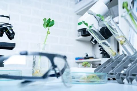 Ecology laboratory exploring new methods of plant breeding Stock Photos