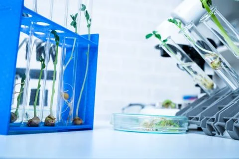 Ecology laboratory exploring new methods of plant breeding Stock Photos
