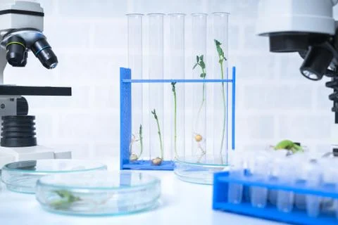 Ecology laboratory exploring new methods of plant breeding Stock Photos