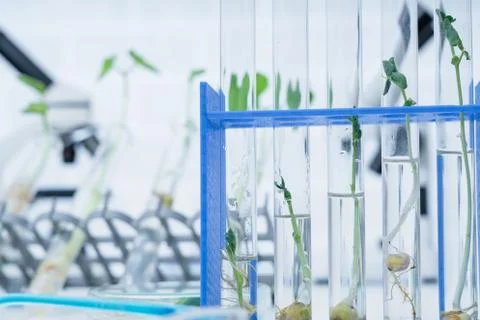 Ecology laboratory exploring new methods of plant breeding.. Stock Photos