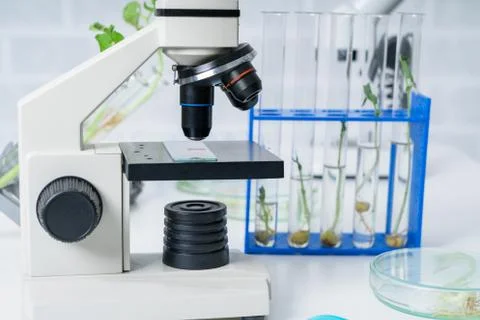 Ecology laboratory exploring new methods of plant breeding.. Foto stock